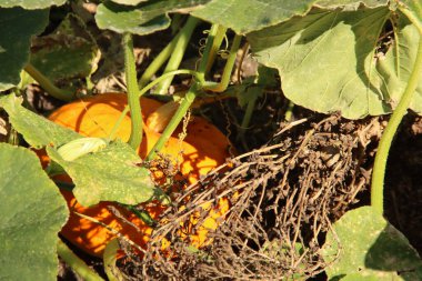 Hollanda 'daki Nieuwerkerk aan den IJssel' deki bir mutfak bahçesinde büyük bir balkabağı.