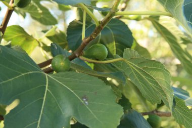 Hollanda 'daki Nieuwerkerk aan den IJssel' de bir mutfak bahçesindeki ağaçtaki incirler
