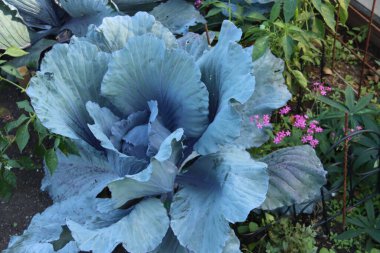 Hollanda 'daki Nieuwerkerk aan den IJssel' deki kırmızı lahana mutfak bahçesi.