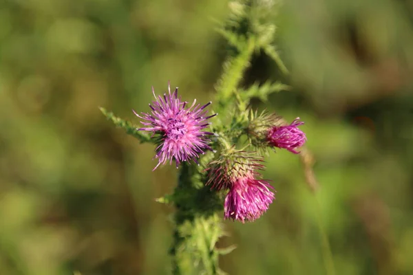 Paarse Bloesem Van Distelplant Een Bos — Stockfoto