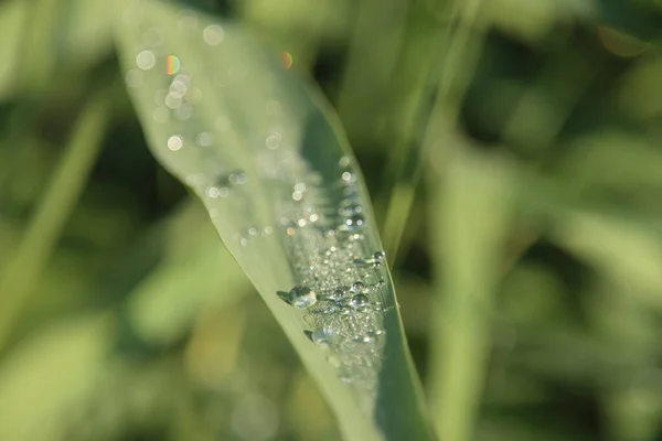 Wasser Tropft Frühen Morgen Aus Dem Tau Auf Grüne Blätter — Stockfoto