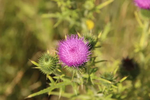 Paarse Bloesem Van Distelplant Een Bos — Stockfoto