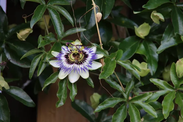 White Purple Yellow Flower Head Passiflora Passionflower Netherlands — Stock Photo, Image