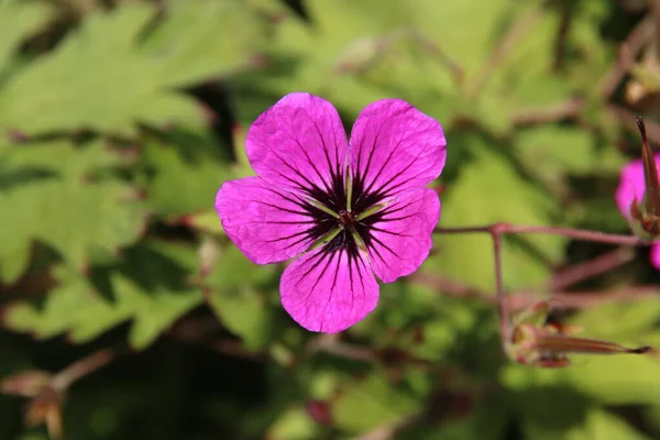 니우웨 Aan Den Ijssel 공원에 공원의 Geranium Cinereum — 스톡 사진