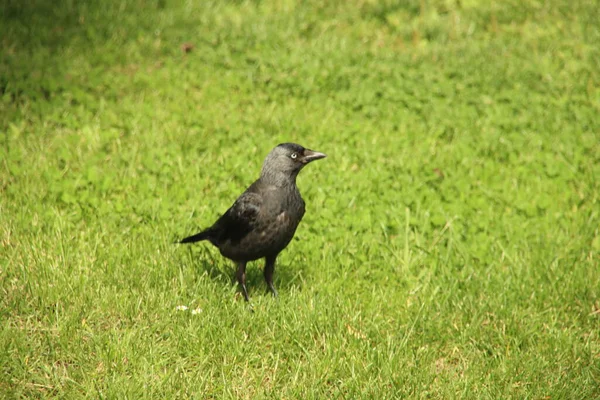 Kamu parkında çimen tarlasında siyah karga.