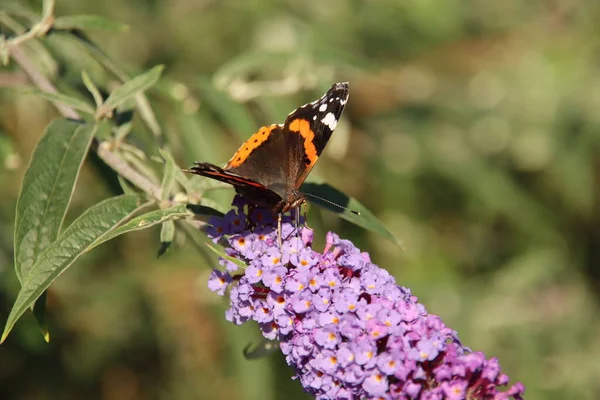 Borboleta Preta Vermelha Uma Flor Roxa Arbusto Borboleta Holanda — Fotografia de Stock