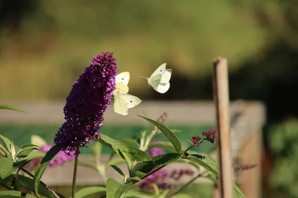 Hollanda Daki Kelebek Çalılarının Mor Çiçeğinin Üzerindeki Küçük Beyaz Kelebekler — Stok fotoğraf
