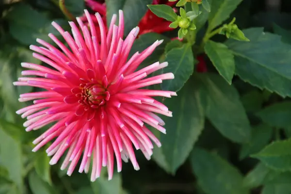 Cabeça Rosa Flor Dos Crisântemos Aranha Jardim Nos Países Baixos — Fotografia de Stock