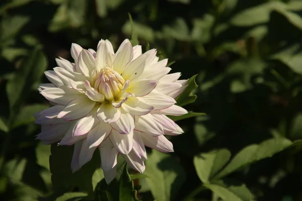 Branco Com Cabeça Flor Borda Rosa Planta Dahlia Jardim — Fotografia de Stock