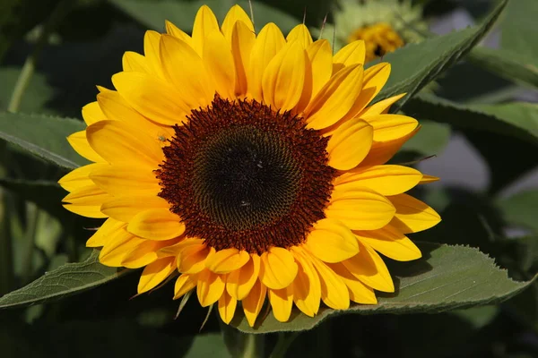 Girasole Testa Isolata Primo Piano Sole — Foto Stock