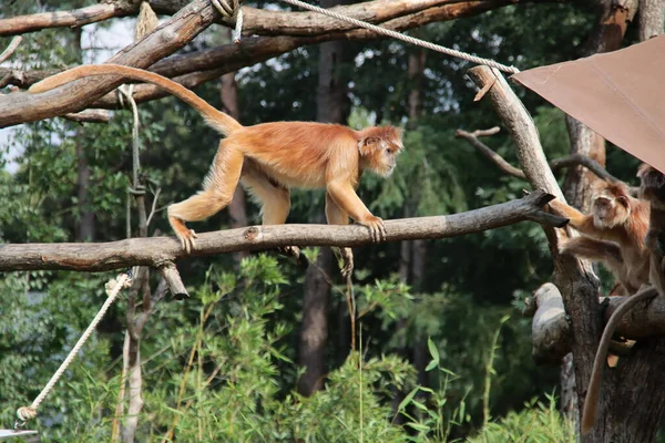 Trachypithecus Auratus Apee Apenheul — Foto de Stock