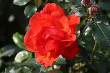 Hollanda Boskoop 'taki Rosarium' da kırmızı gül tipi İsa.