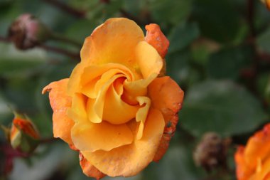 Hollanda 'nın Boskoop bölgesindeki Rosarium' da turuncu gül tipi Westzeit.