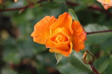 Hollanda 'nın Boskoop bölgesindeki Rosarium' da turuncu gül tipi Westzeit.