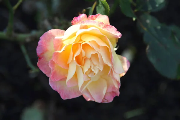 Rosa Naranja Rosa Tipo Parque Nacional Colección Magnífico Rosario Boskoop — Foto de Stock