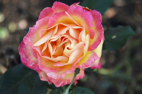 Pink orange rose type National Park Collection Gorgeous in the rosarium in Boskoop in the Netherlands