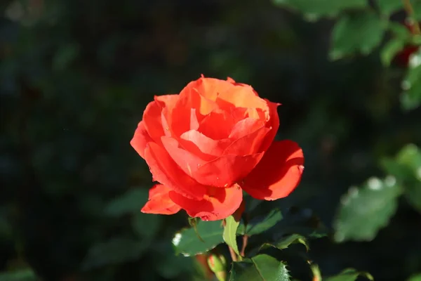 Röd Ros Typ Isa Rosarium Boskoop Nederländerna — Stockfoto