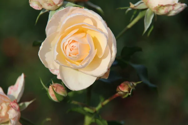 Жовта Троянда Вершків Сіріус Росаріумі Боскуп Нідерланди — стокове фото