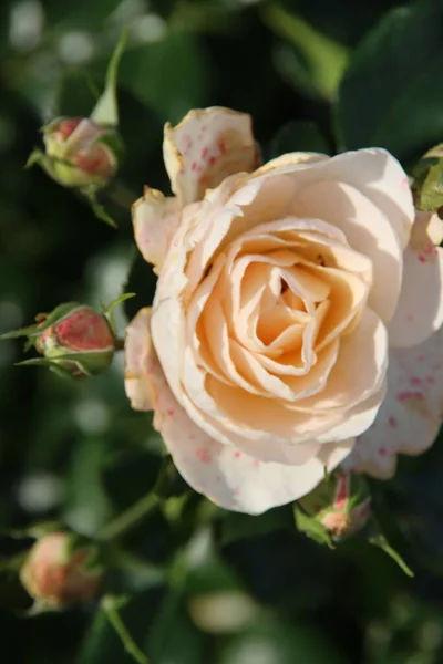 Rosa Crema Amarilla Tipo Sirius Rosario Boskoop Los Países Bajos — Foto de Stock