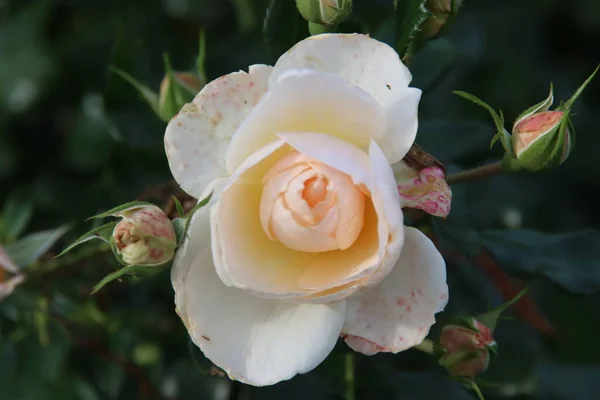 Rosa Crema Amarilla Tipo Sirius Rosario Boskoop Los Países Bajos — Foto de Stock
