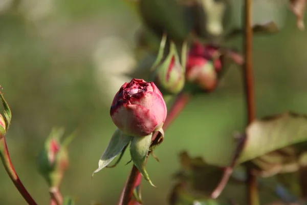 Rose Rouge Type Maxim Dans Rosarium Boskoop Aux Pays Bas — Photo