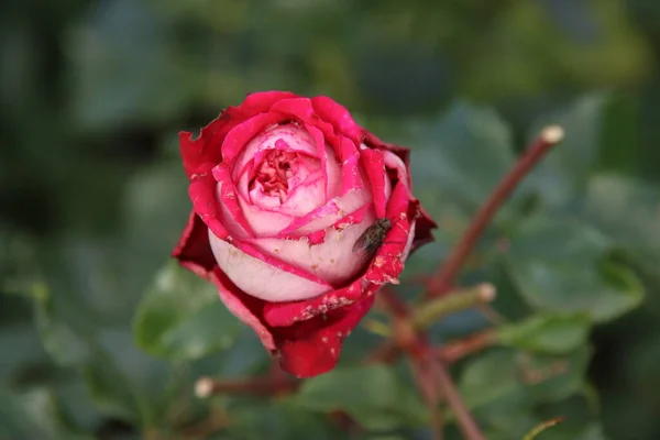 Rosa Vermelha Tipo Maxim Rosário Boskoop Holanda — Fotografia de Stock