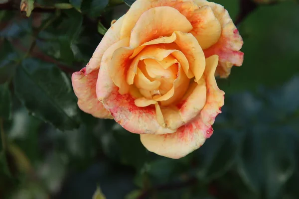 Rose Orange Type Sirius Dans Rosarium Boskoop Aux Pays Bas — Photo