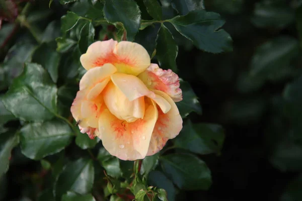 Rosa Naranja Tipo Sirius Rosario Boskoop Los Países Bajos — Foto de Stock