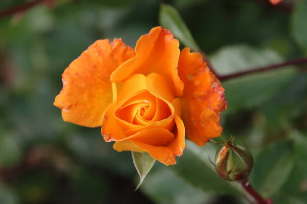 Rose Orange Type Westzeit Dans Rosarium Boskoop Aux Pays Bas — Photo