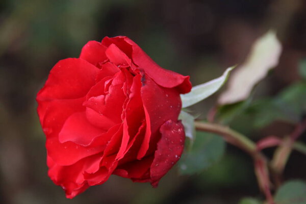 Red rose type Pride of England in the rosarium in Boskoop in the Netherlands