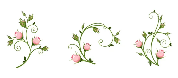 Vektor Díszítő Elemek Rózsaszín Rosebuds Elszigetelt Fehér Background — Stock Vector