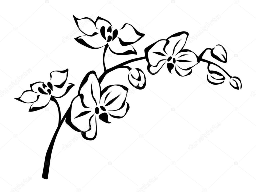 Vector black and white line art illustration of branch with orchid flowers on a white background.