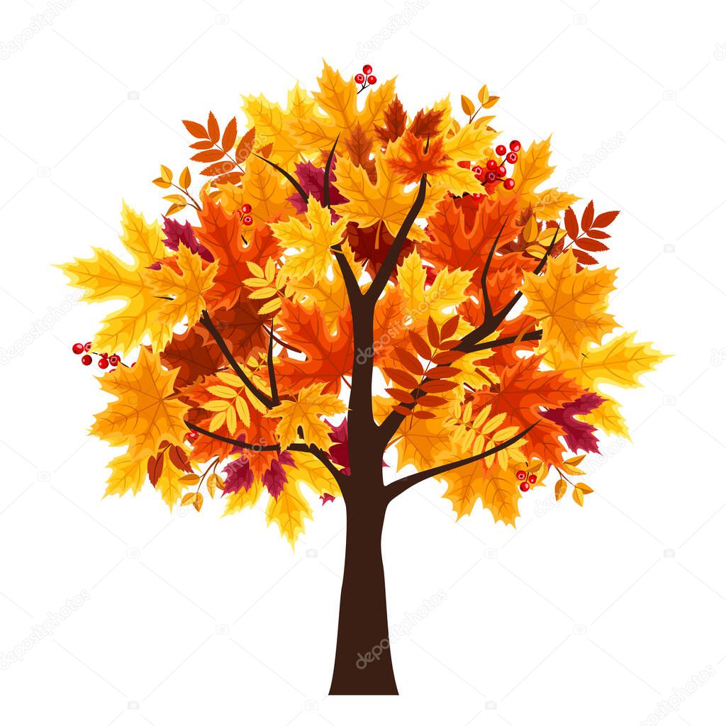 Vector abstract autumn tree isolated on a white background.