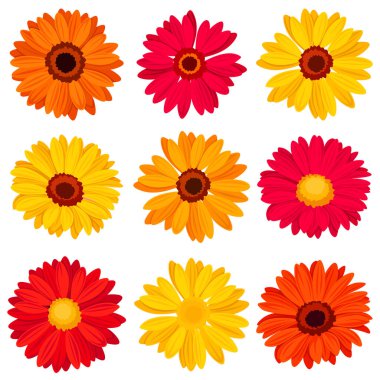Sonbahar renklerinde Gerbera çiçekleri. Kırmızı, turuncu ve sarı gerberalar beyaz arka planda izole edilmiş. Vektör illüstrasyonları