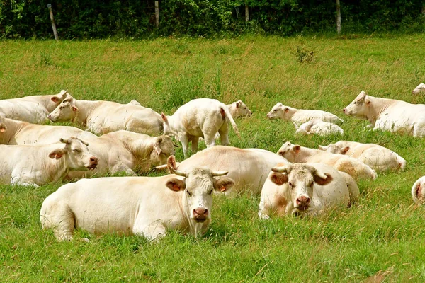 Lisors Francia Junio 2017 Vacas Paisaje Rural —  Fotos de Stock