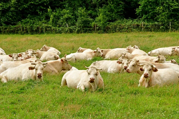 Lisors França Junho 2017 Vacas Paisagem Rural — Fotografia de Stock