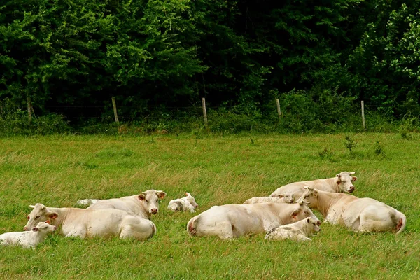 Lisors Франція 2017 Червня Корови Сільських Ландшафтів — стокове фото