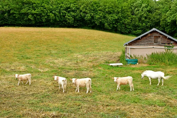 Lisors Francia Junio 2017 Vacas Paisaje Rural —  Fotos de Stock