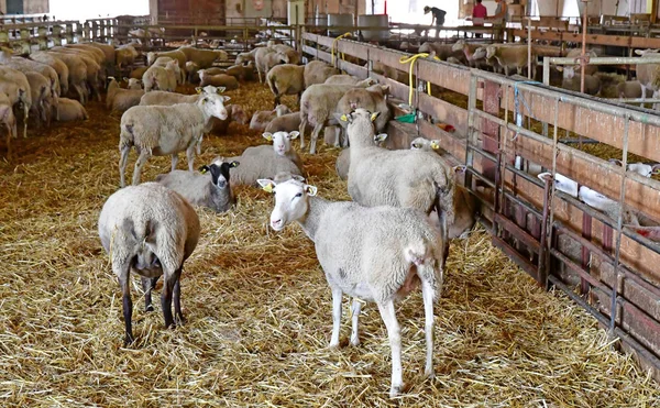 Thiverval Grignon Francja Sierpień 2016 Owce Jagnięta Farmie Agroparistech — Zdjęcie stockowe