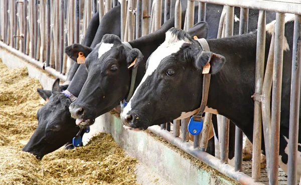 Thiverval Grignon France August 2016 Cow Agroparistech Farm — Stock Photo, Image