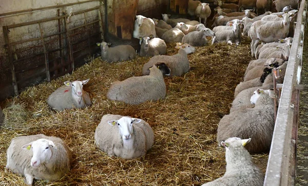 Thiverval Grignon Fransa Ağustos 2016 Agroparistech Çiftliğinde Koyunlar Kuzular — Stok fotoğraf
