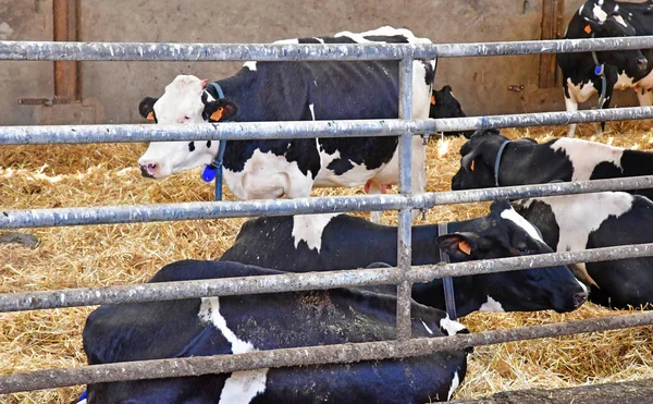 Thiverval Grignon France August 2016 Cow Agroparistech Farm — Stock Photo, Image