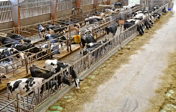 Thiverval Grignon França Agosto 2016 Vaca Fazenda Agroparistech — Fotografia de Stock