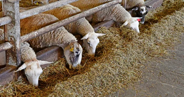 Thiverval Grignon Francie Srpna 2016 Ovce Jehňata Farmě Agroparistech — Stock fotografie