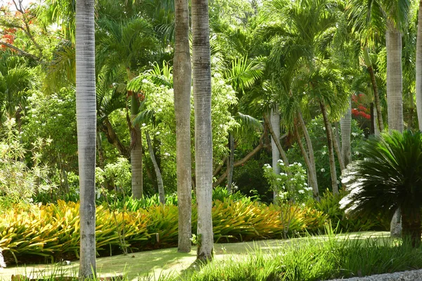 Punta Cana República Dominicana Mayo 2017 Jardín Hotel — Foto de Stock
