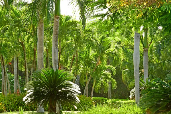 Punta Cana República Dominicana Mayo 2017 Jardín Hotel — Foto de Stock