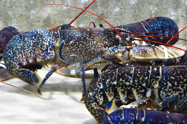 Pornichet Frankrijk April 2017 Levende Kreeften Een Aquarium Marke — Stockfoto