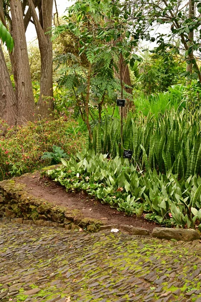 Funchal Portugal Februari 2018 Botaniska Trädgården — Stockfoto