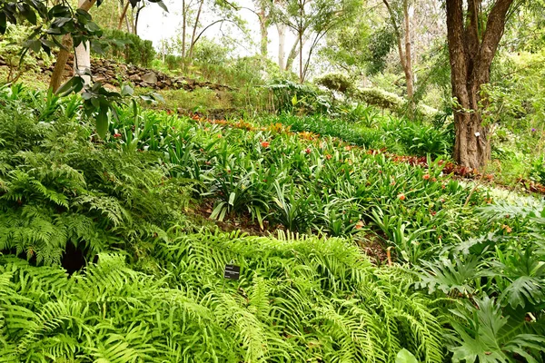 Funchal Portugalia Luty 2018 Ogród Botaniczny — Zdjęcie stockowe