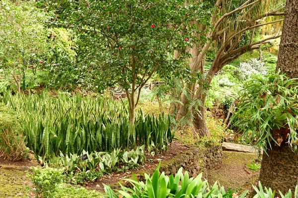 Funchal Portugal Febrero 2018 Jardín Botánico —  Fotos de Stock